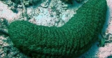 Le concombre de mer: Un trésor écologique de la mer Rouge 5 - Le Progrès Egyptien