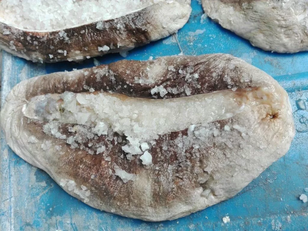 Le concombre de mer: Un trésor écologique de la mer Rouge 3 - Le Progrès Egyptien