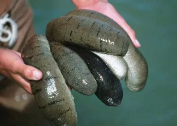 Le concombre de mer: Un trésor écologique de la mer Rouge 9 - Le Progrès Egyptien Le concombre de mer: Un trésor écologique de la mer Rouge