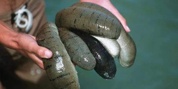 Le concombre de mer: Un trésor écologique de la mer Rouge 1 - Le Progrès Egyptien