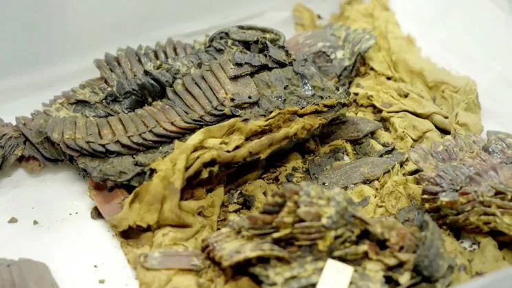 Le secret du cuir royal ! 8 - Le Progrès Egyptien Le secret du cuir royal ! 7 - Le Progrès Egyptien