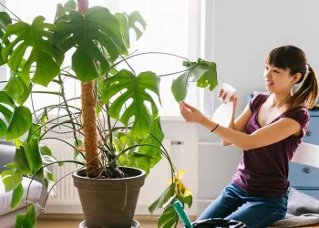 Ravivez vos plantes en quelques jours 7 - Le Progrès Egyptien Ravivez vos plantes en quelques jours