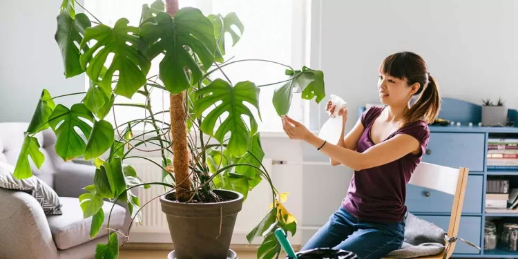 Ravivez vos plantes en quelques jours 2 - Le Progrès Egyptien Ravivez vos plantes en quelques jours 1 - Le Progrès Egyptien