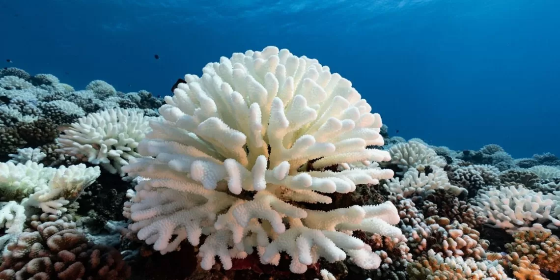 Grande Barrière de corail: Blanchissement désastreux 1 - Le Progrès Egyptien