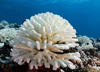 Grande Barrière de corail: Blanchissement désastreux 3 - Le Progrès Egyptien Grande Barrière de corail: Blanchissement désastreux