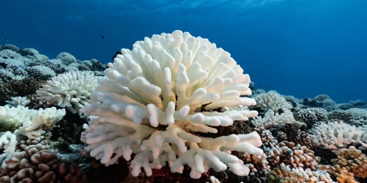 Grande Barrière de corail: Blanchissement désastreux 2 - Le Progrès Egyptien Grande Barrière de corail: Blanchissement désastreux 1 - Le Progrès Egyptien