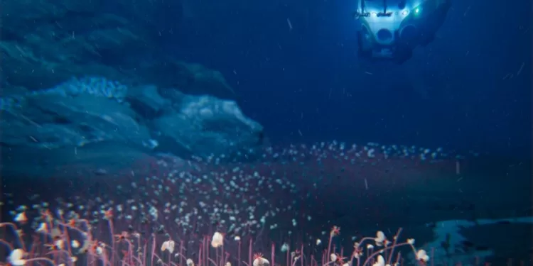 Découverte stupéfiante à 10 km sous l’océan 1 - Le Progrès Egyptien