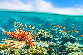 La Grande Barrière Corallienne de la mer Rouge, nouvelle réserve naturelle marine