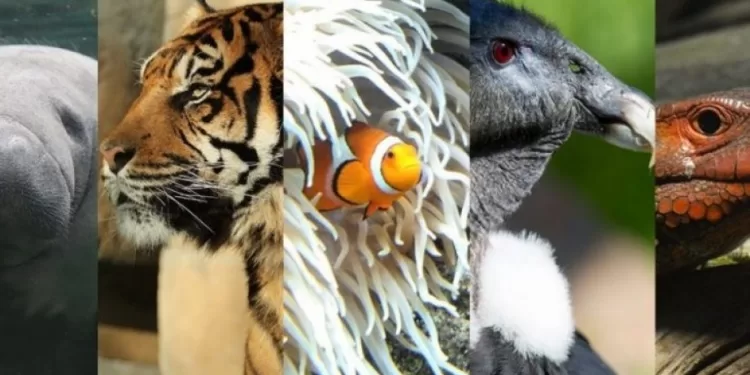 Liste rouge mondiale: Des espèces de plus en plus menacées 1 - Le Progrès Egyptien