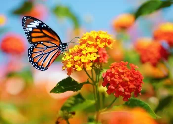 Des fleurs qui changent de couleur selon la température