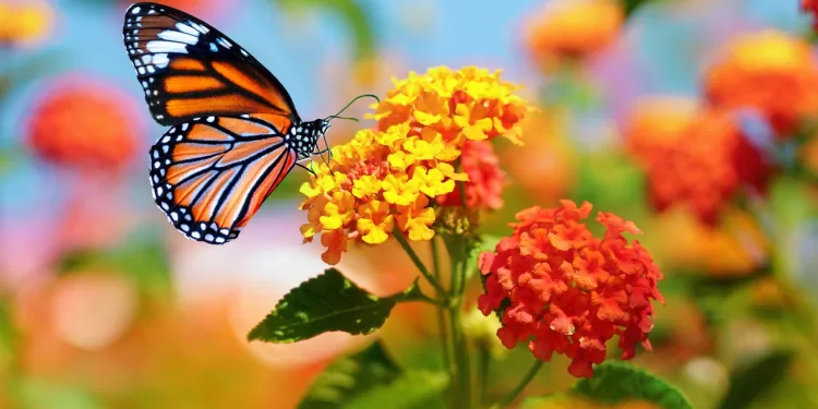 Des fleurs qui changent de couleur selon la température 1 - Le Progrès Egyptien