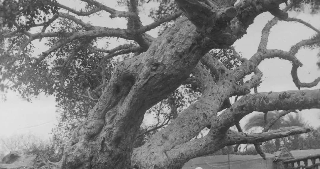 L’Arbre de “Marie”, des racines spirituelles au Caire  1 - Le Progrès Egyptien