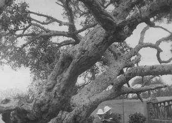 L’Arbre de “Marie”, des racines spirituelles au Caire
3 - Le Progrès Egyptien L’Arbre de “Marie”, des racines spirituelles au Caire