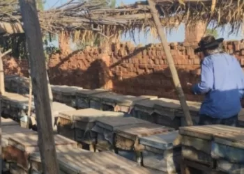 Un village égyptien, devenu un véritable empire apicole 