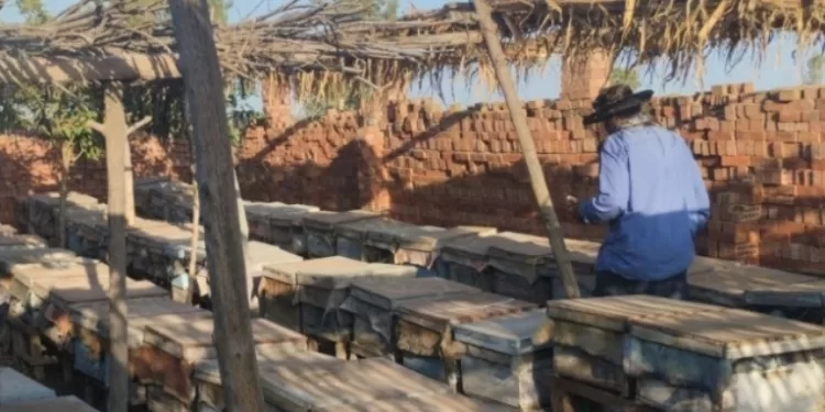 Un village égyptien, devenu un véritable empire apicole  1 - Le Progrès Egyptien