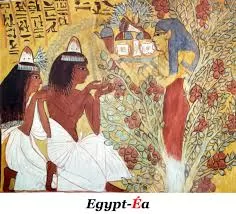 Des arbres qui racontent l’Histoire du monde ! 11 - Le Progrès Egyptien