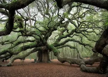 Histoires de ma grand-mère: L’arbre qui tenait tête au cent 3 - Le Progrès Egyptien Histoires de ma grand-mère: L’arbre qui tenait tête au cent