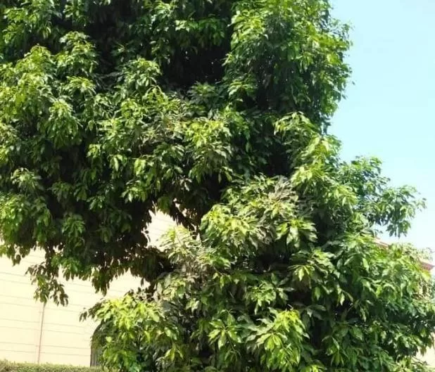 Des arbres qui racontent l’Histoire du monde ! 7 - Le Progrès Egyptien