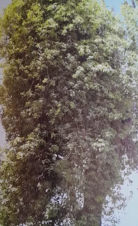 Des arbres qui racontent l’Histoire du monde ! 9 - Le Progrès Egyptien