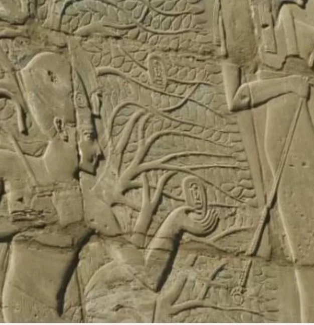 Des arbres qui racontent l’Histoire du monde ! 5 - Le Progrès Egyptien