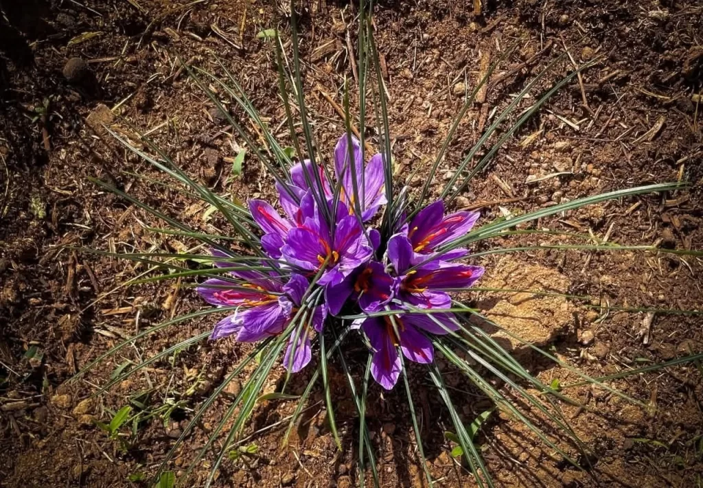 L'agriculture défie le changement climatique 6 - Le Progrès Egyptien L'agriculture défie le changement climatique 5 - Le Progrès Egyptien
