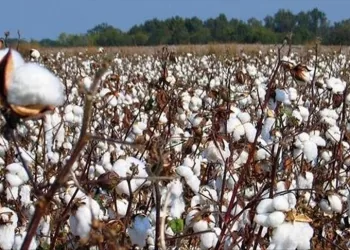 Bangladesh : L’Afrique représente 41% des importations de coton