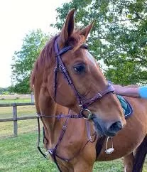 Pour améliorer votre français… 3 - Le Progrès Egyptien