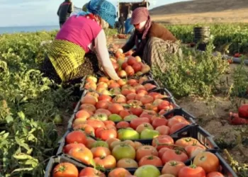 Les exportations agricoles ont dépassé les 9 millions de tonnes en 2025 