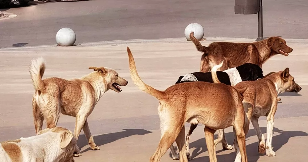 Des appels d’offres pour la construction de refuges pour chiens errants 1 - Le Progrès Egyptien