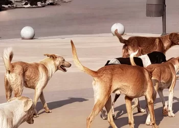 Des appels d’offres pour la construction de refuges pour chiens errants