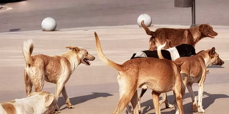 Des appels d’offres pour la construction de refuges pour chiens errants 1 - Le Progrès Egyptien