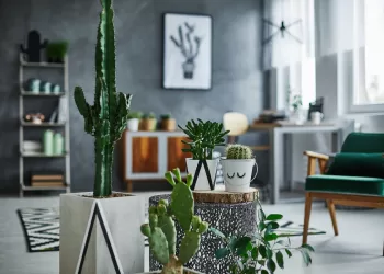 Cactus : Quel emplacement ?
