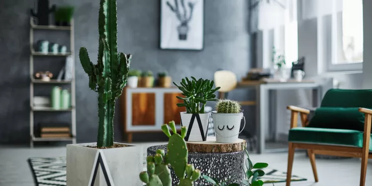 Cactus : Quel emplacement ? 2 - Le Progrès Egyptien Cactus : Quel emplacement ? 1 - Le Progrès Egyptien