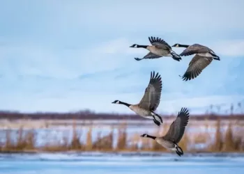 Les oiseaux migrent en hiver, pas pour fuir le froid