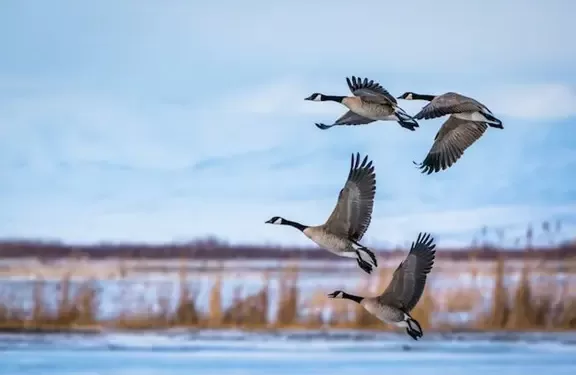 Les oiseaux migrent en hiver, pas pour fuir le froid 1 - Le Progrès Egyptien