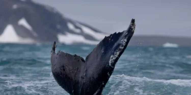 Antarctique: Un écosystème unique, mais fragile 1 - Le Progrès Egyptien