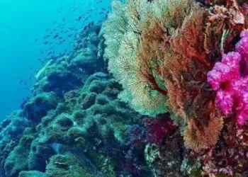 IDSC: L’Egypte compte 209 types des récifs coralliens