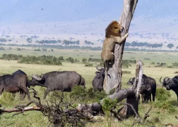 Le lion qui avait peur de tout 3 - Le Progrès Egyptien Le lion qui avait peur de tout