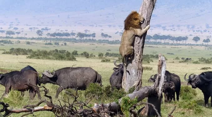 Le lion qui avait peur de tout 1 - Le Progrès Egyptien