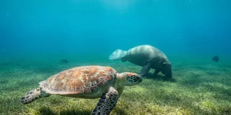 Les faune et flore marines du Golfe, menacées 1 - Le Progrès Egyptien