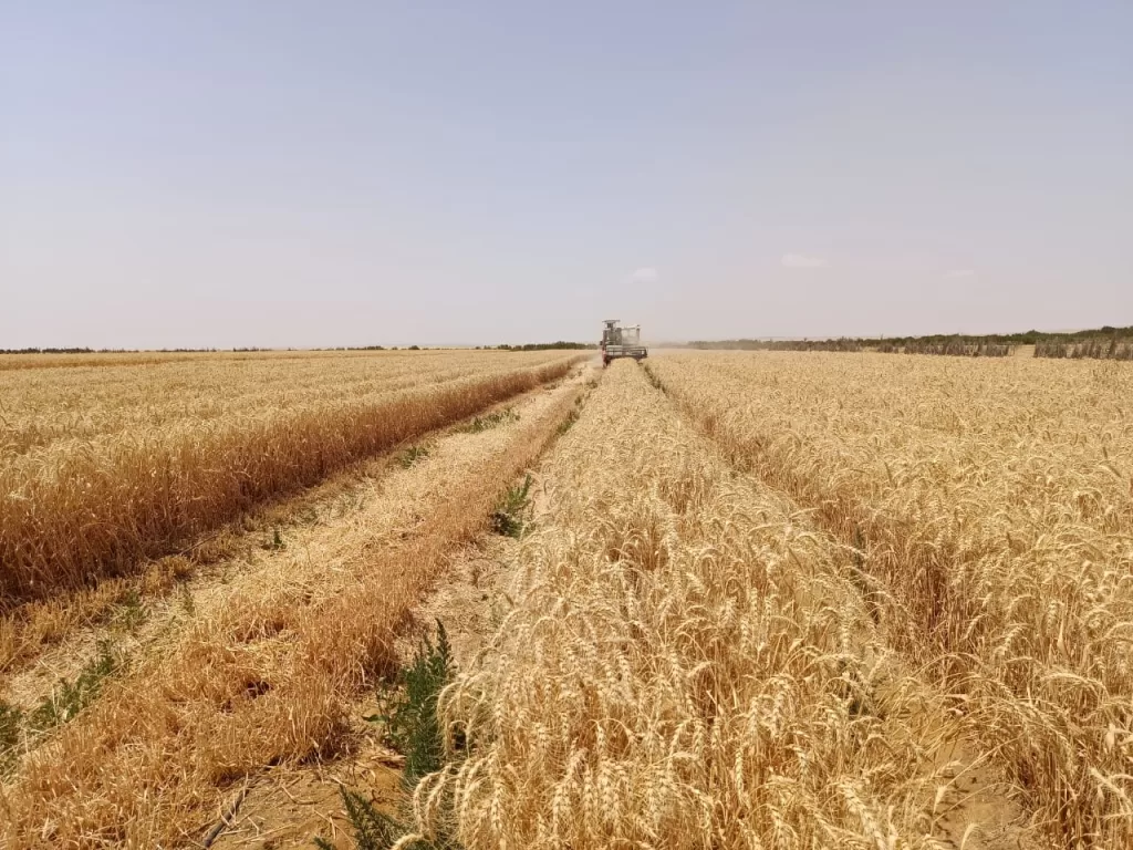 Percée agricole : Du blé tolérant à la salinité cultivé avec des eaux à 8 000 ppm 2 - Le Progrès Egyptien