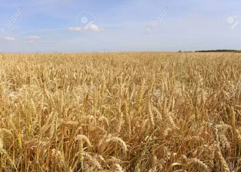 Forte hausse des surfaces cultivées en blé 4 - Le Progrès Egyptien Forte hausse des surfaces cultivées en blé