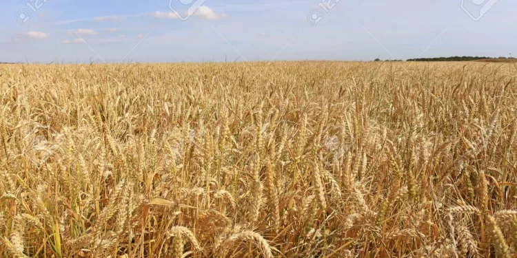 Forte hausse des surfaces cultivées en blé 2 - Le Progrès Egyptien Forte hausse des surfaces cultivées en blé 1 - Le Progrès Egyptien