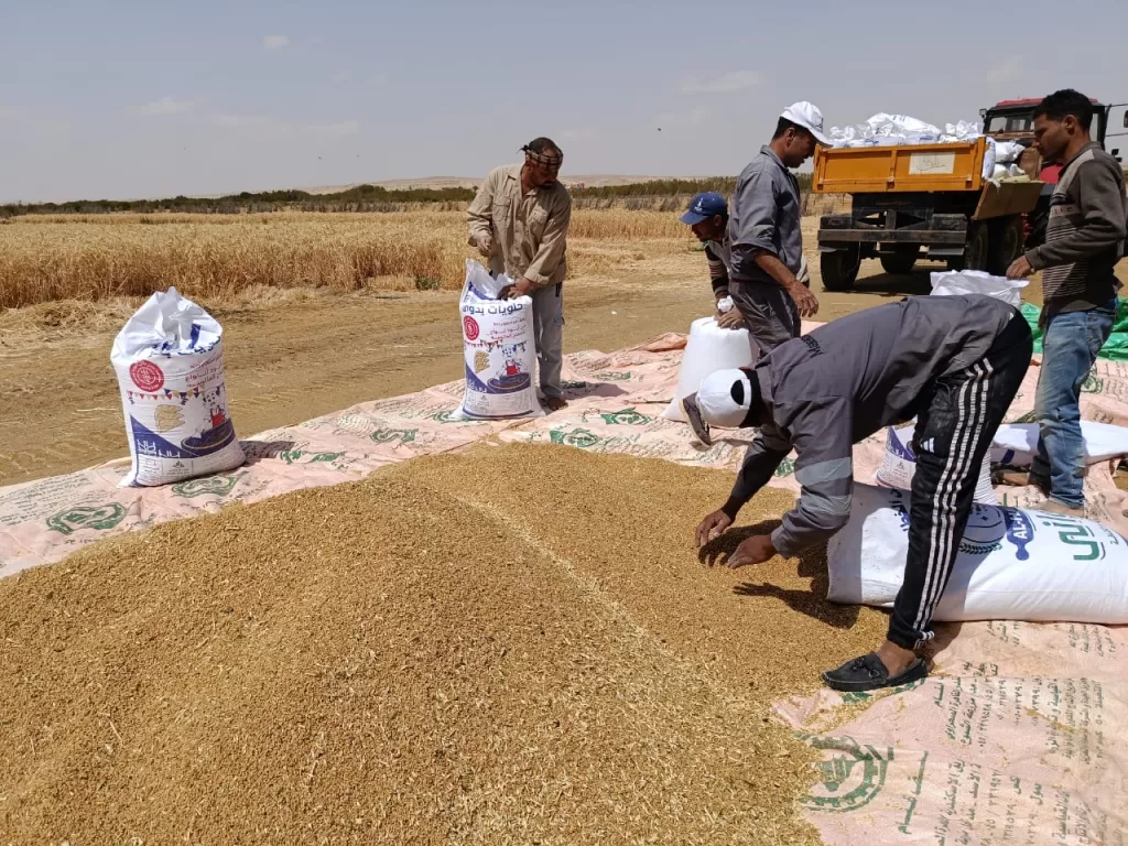 Percée agricole : Du blé tolérant à la salinité cultivé avec des eaux à 8 000 ppm 6 - Le Progrès Egyptien