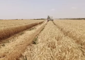 Percée agricole : Du blé tolérant à la salinité cultivé avec des eaux à 8 000 ppm