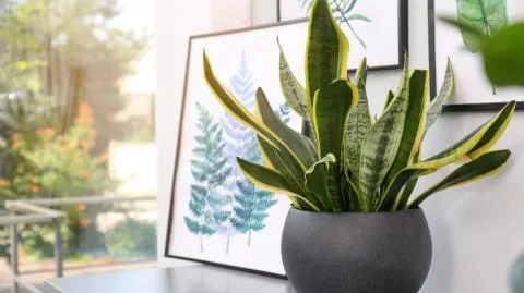 Ces plantes peuvent assainir l'air 2 - Le Progrès Egyptien Ces plantes peuvent assainir l'air 1 - Le Progrès Egyptien