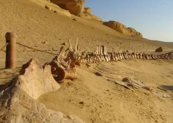 Le Wadi El-Hitan reconduit sur la Liste verte de l’UICN