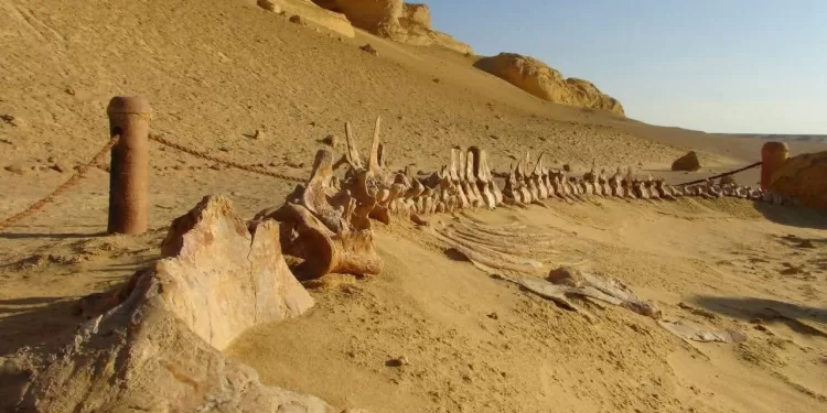 Le Wadi El-Hitan reconduit sur la Liste verte de l'UICN 1 - Le Progrès Egyptien