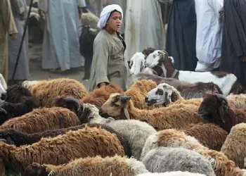 Le Caire interdit l’abattage dans les rues 3 - Le Progrès Egyptien Le Caire interdit l’abattage dans les rues