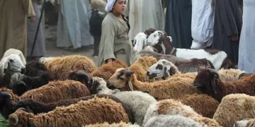 Le Caire interdit l’abattage dans les rues